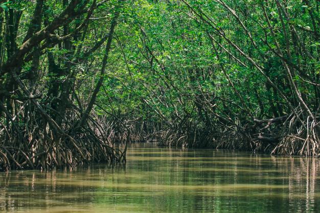 mangrove protection