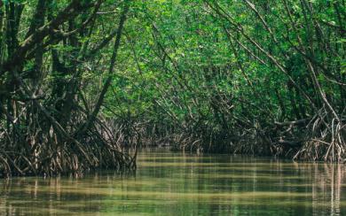 mangrove protection